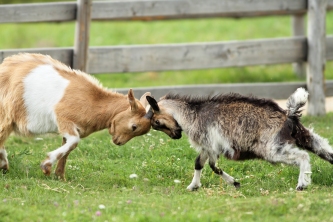 bigstock-Goats-Fighting-With-Their-Head-50430281.jpg