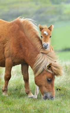 bigstock-Wild-Dartmoor-Mother-And-Foal-7147034.jpg